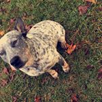 Profile Picture of Benjamin (Benny) Max Boles (@benny_boles_nibbles) on Instagram