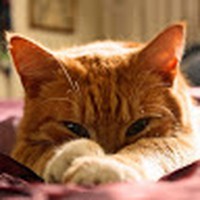 Profile Picture of Avery Fralish (@avery-fralish-1) on Quora