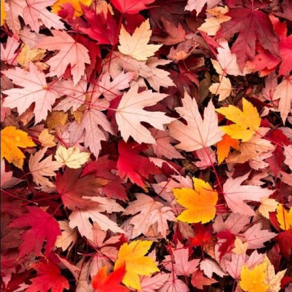 Profile Picture of Rebecca Weinberger (@rweinberger) on Poshmark