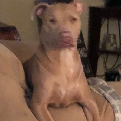 Profile Picture of Deana Ray (@DeanaRa52139344) on Twitter