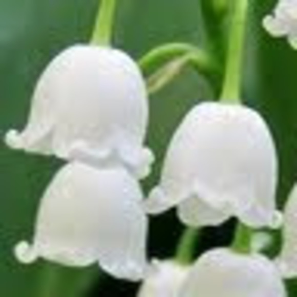 Profile Picture of Lauranne Billus (@laurannebillus) on Poshmark