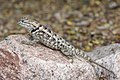 Profile Picture of Sceloporus magisteron Wikipedia
