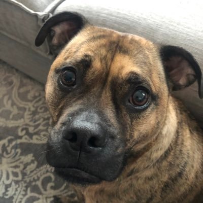 Profile Picture of Josh Kolar (@JoshKolar1) on Twitter