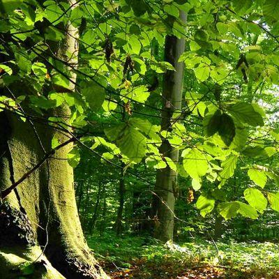 Profile Picture of Long Hak (@@29f17cd92066444) on Twitter