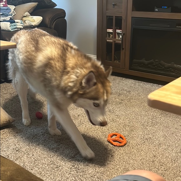 Profile Picture of Christian Idrovo (@christianidrovo) on Poshmark