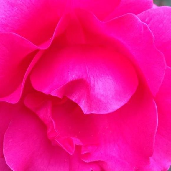 Profile Picture of Coty Davis (@cotydavis1950) on Poshmark