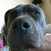 Profile Picture of Lisa Vaught (@lvaught22) on Pinterest