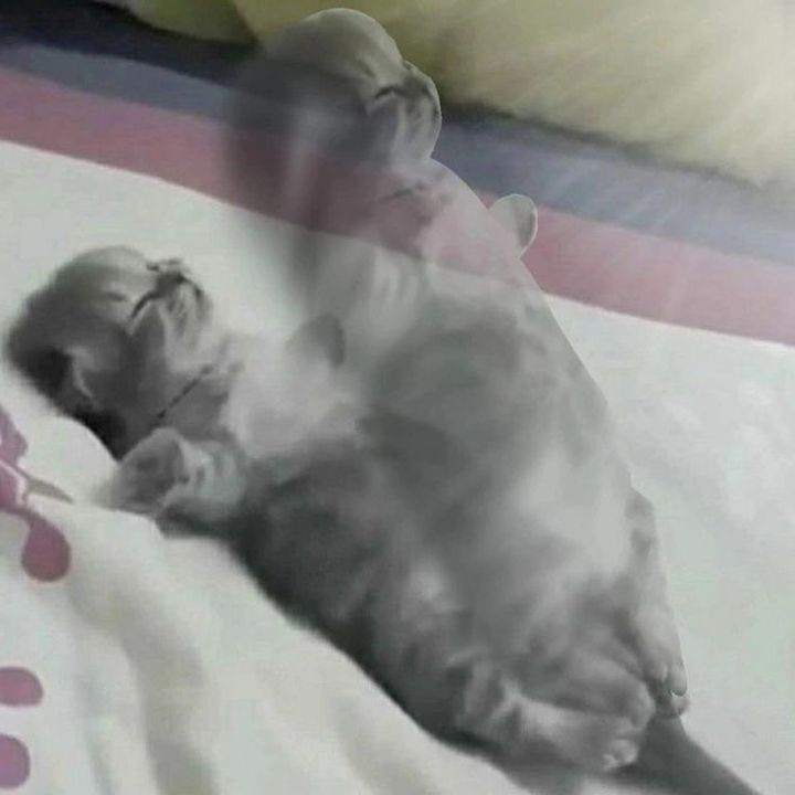 Profile Picture of vandine (@vandine77) on Tiktok