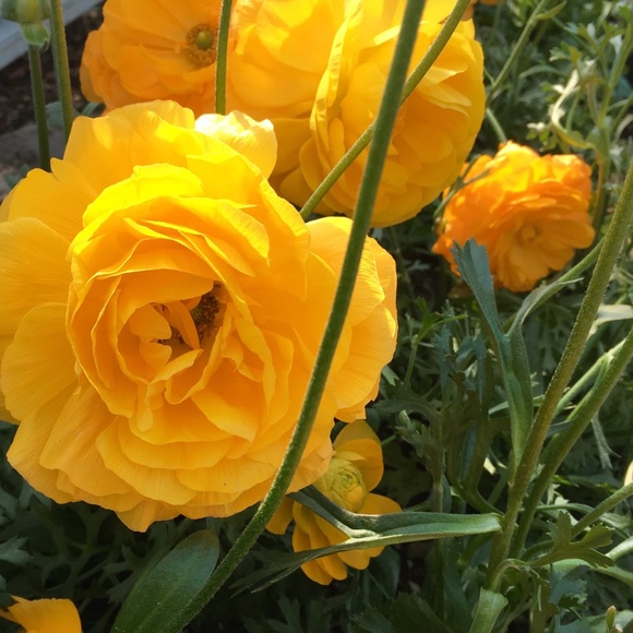 Profile Picture of Jo Berueda (@josie4000) on Poshmark