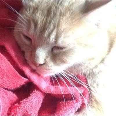 Profile Picture of Andrew Marner (@Andrewmarner2) on Twitter