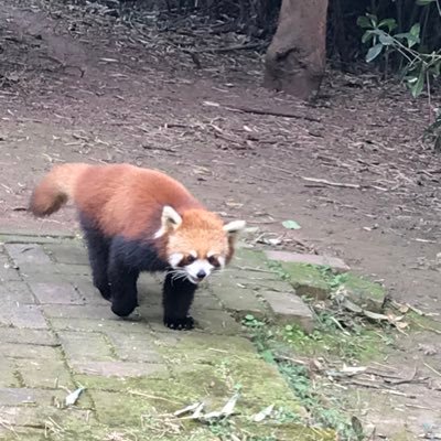 Profile Picture of 如松 (@LeoGau3) on Twitter