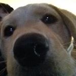 Profile Picture of Sam Daniels (@samynutz) on Instagram