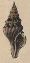 Profile Picture of Makiyamaia gravison Wikipedia