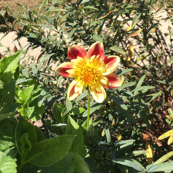 Profile Picture of Lorna Reichmann (@lornareichmann) on Poshmark