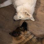 Profile Picture of June_Sanuk_Herder (@june_sanuk_herder) on Instagram