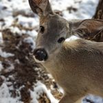 Profile Picture of Grand Canyon Deer Farm (@deerfrmr) on Instagram