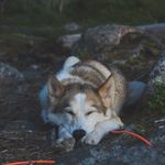 Profile Picture of Chanti, Solan og Ludvik (@chantithedogwithcatbrothers) on Instagram