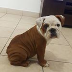 Profile Picture of Donna (@donna.bulldogingles) on Instagram