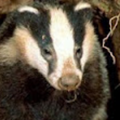 Profile Picture of Super Badger (@jackson15025851) on Twitter