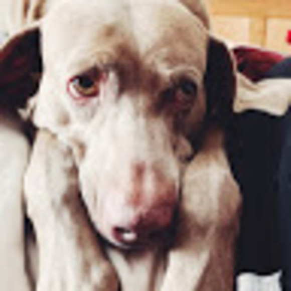 Profile Picture of Danielle Jelich (@danij_007) on Poshmark