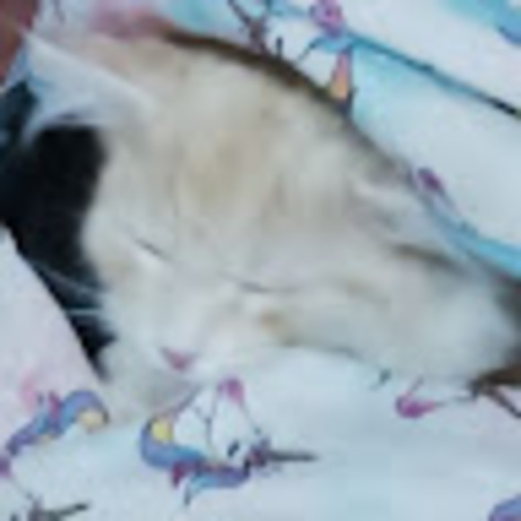 Profile Picture of Mahala Divver (@brain_dead69) on Poshmark