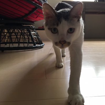 Profile Picture of Po-Chun-Yang (@SeanYang1993) on Twitter