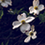 Profile Picture of Melissa Catherine (@missa desu) on Flickr