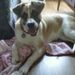 Profile Picture of Joni Holmes (@zoerae57) on Pinterest