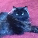 Profile Picture of curry_the_kitty (@curry_the_kitty) on Instagram