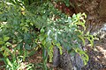 Profile Picture of Nothofagus cunninghamiion Wikipedia