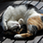 Profile Picture of Luanne72 (@luanne72) on Flickr