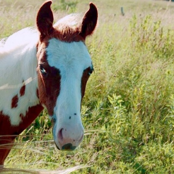 Profile Picture of Kathryn Rippel (@krazykatshorses) on Poshmark