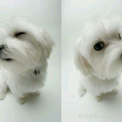 Profile Picture of Xigejiao Chen (@Kathleen_1412c) on Twitter
