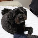 Profile Picture of Jimmy🐶 (@jimmy_arthur08) on Instagram