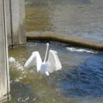 Profile Picture of Janet Benner (@beanoreenie) on Instagram