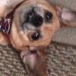 Profile Picture of Jennifer Thomason (@pebblesthepuggle) on Instagram