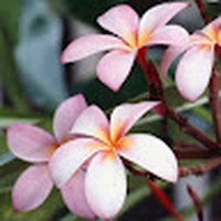 Profile Picture of Jane Hsu (@jane-hsu-26) on Quora