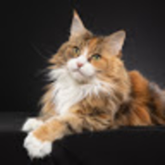 Profile Picture of Cindy Chenette (@cpittsj) on Poshmark