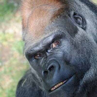 Profile Picture of Russwilliamsiii (@russwilliamsiii) on Twitter