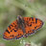 Profile Picture of Michael Skelton (@michael skelton2011) on Flickr