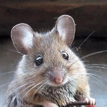 Profile Picture of Shaw Lu (@Shawyu_Lu) on Twitter