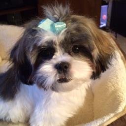 Profile Picture of Robert Ridenour (@rdridenour) on Twitter