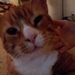 Profile Picture of Thai Red Curry (@kitty_curry_in_a_bowl) on Instagram