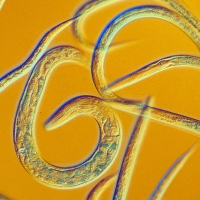 Profile Picture of Fruit Worms (@fruitWormPapers) on Twitter