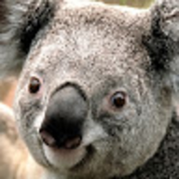 Profile Picture of Tellme Notto (@tellmenotto) on Poshmark