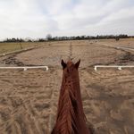 Profile Picture of Gisela & Walter Mantler (@symphonystables) on Instagram