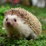 Profile Picture of Roberta Beth Anderson (@peaceloveroberta) on Instagram