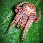 Profile Picture of Devon Ymas (@devon.ymas) on Facebook