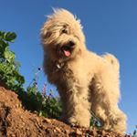 Profile Picture of Pablo Christiansen (@ourdogpablo) on Instagram