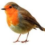 Profile Picture of Robin Weeda (@robin6584) on Pinterest